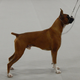 Image for article titled Stop Cutting Off Your Pet Dogs' Tails, America